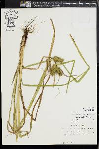 Carex lupuliformis image