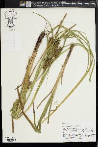 Carex lupuliformis image