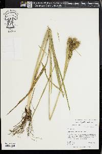 Carex lupuliformis image