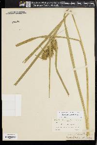 Carex lupuliformis image