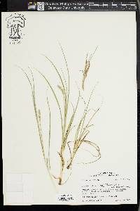 Carex austrina image