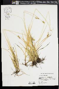 Carex austrina image