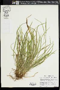 Carex cumberlandensis image