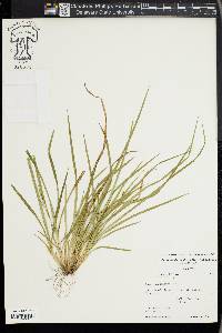 Carex cumberlandensis image