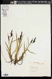 Carex lyngbyei image