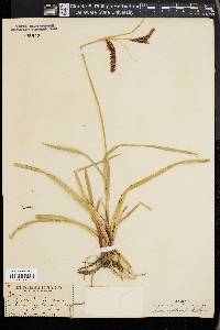 Carex lyngbyei image