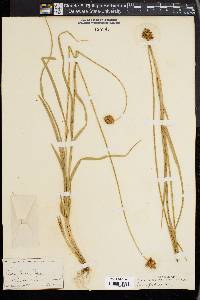 Carex macloviana image