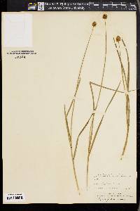 Carex macloviana image