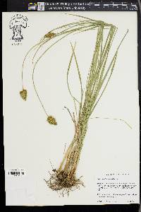 Carex mariposana image