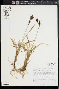 Carex melanantha image