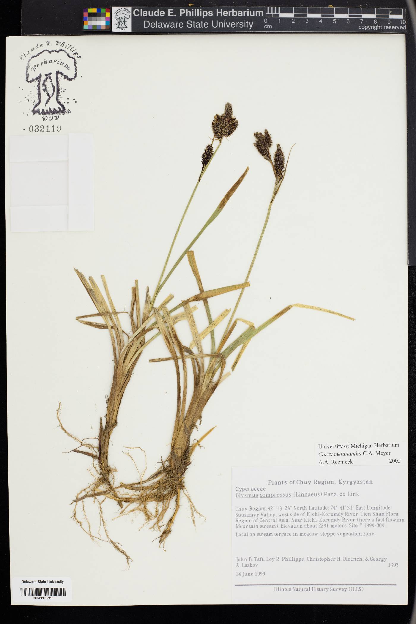 Carex melanantha image