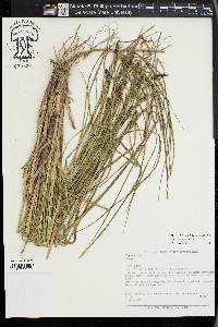 Carex melanostachya image