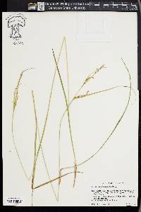 Carex mendocinensis image