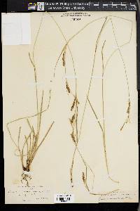 Carex mendocinensis image