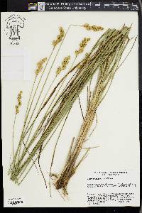 Carex merritt-fernaldii image