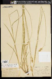 Carex merritt-fernaldii image