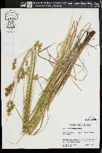 Carex merritt-fernaldii image