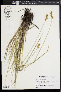 Carex merritt-fernaldii image