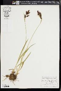 Carex mertensii image