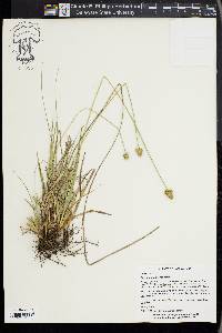 Carex mesochorea image