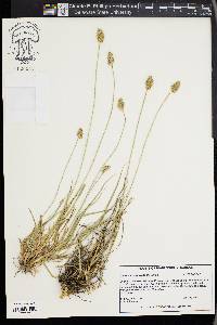 Carex mesochorea image