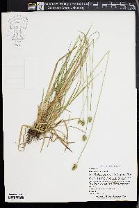 Carex mesochorea image