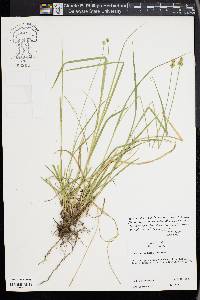 Carex mesochorea image