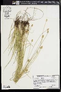 Carex mesochorea image