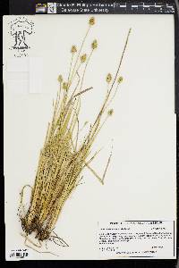 Carex mesochorea image