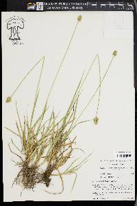 Carex mesochorea image