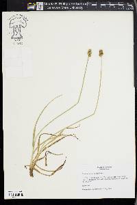 Carex mesochorea image