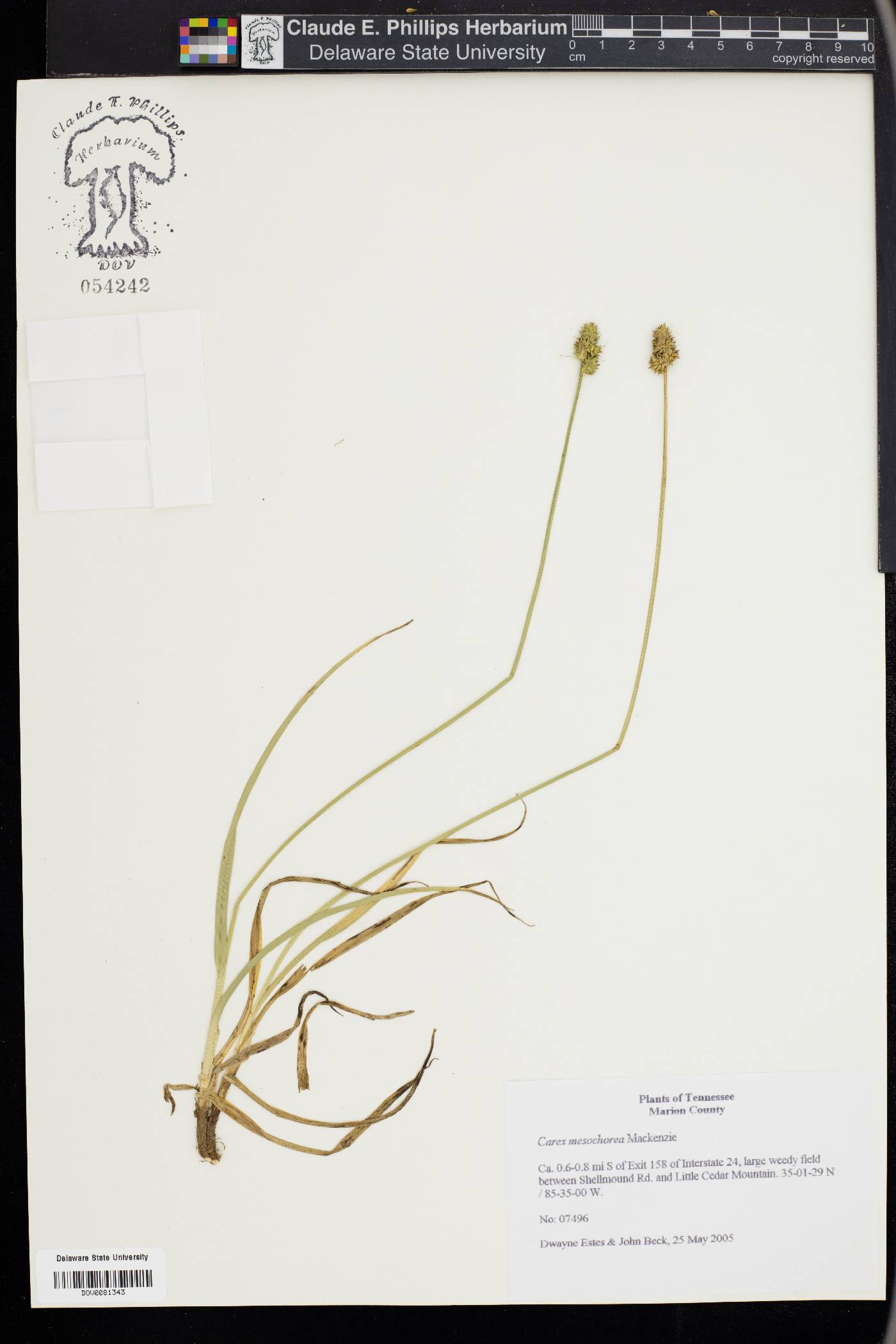 Carex mesochorea image