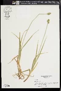 Carex mesochorea image