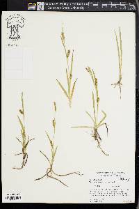 Carex microdonta image