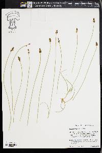 Carex micropoda image