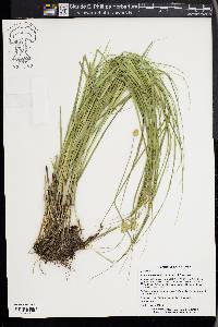 Carex missouriensis image