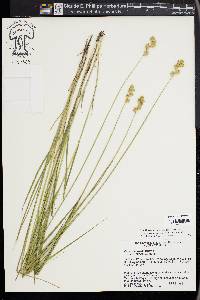 Carex missouriensis image