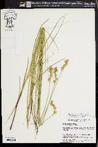 Carex missouriensis image