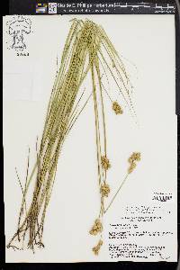 Carex missouriensis image