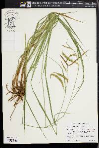 Carex mitchelliana image