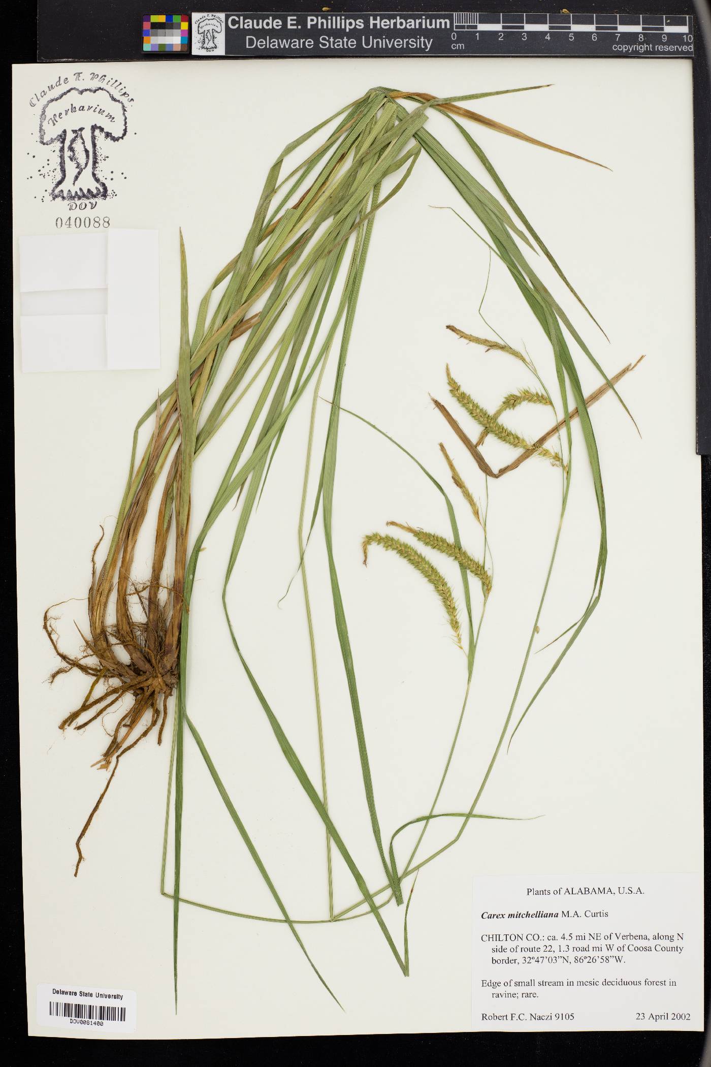 Carex mitchelliana image