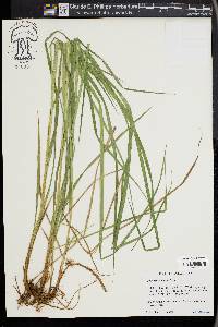 Carex mitchelliana image