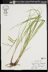 Carex mitchelliana image