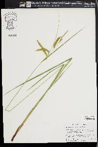 Carex mitchelliana image