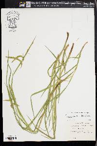 Carex mitchelliana image