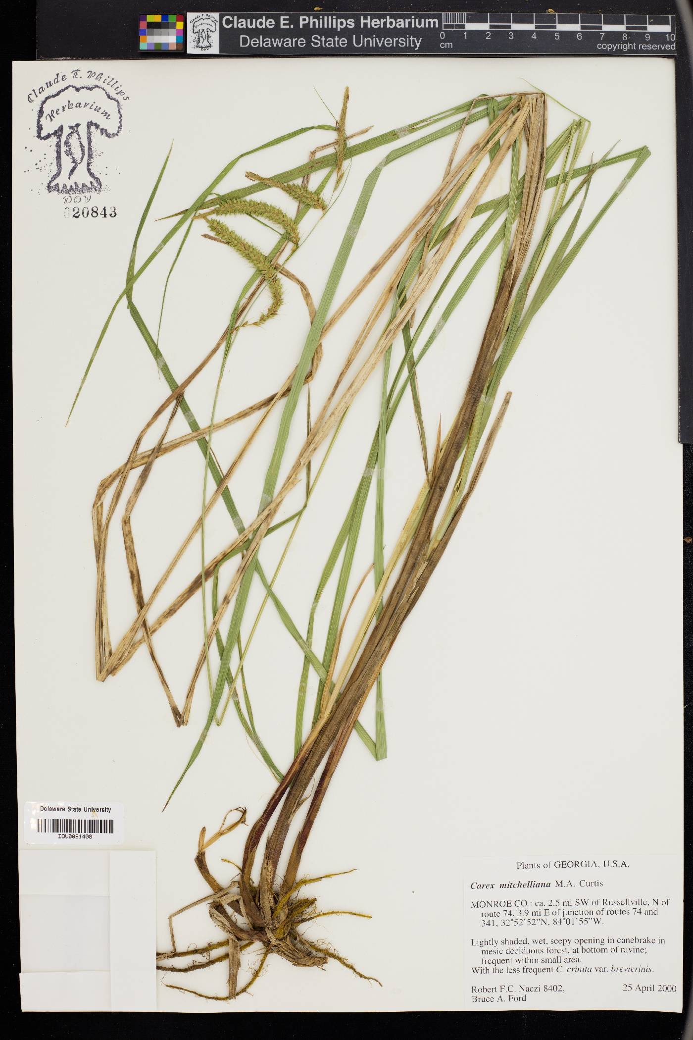Carex mitchelliana image