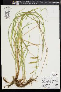 Carex mitchelliana image