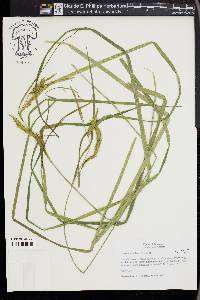 Carex mitchelliana image