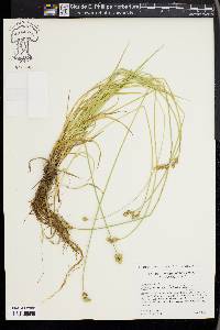 Carex molestiformis image