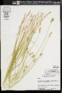 Carex molestiformis image